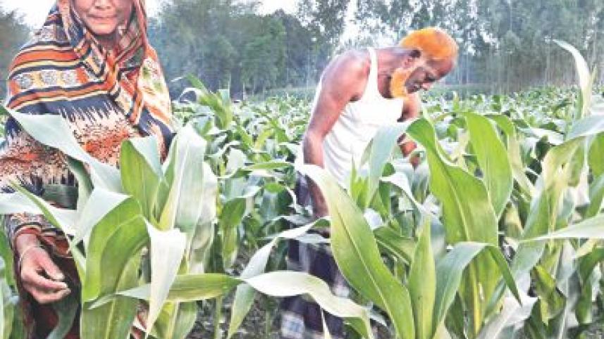 maize.jpg