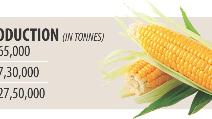 Maize.jpg