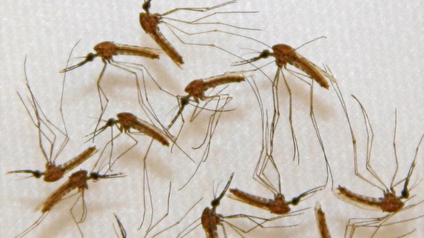 Malaria