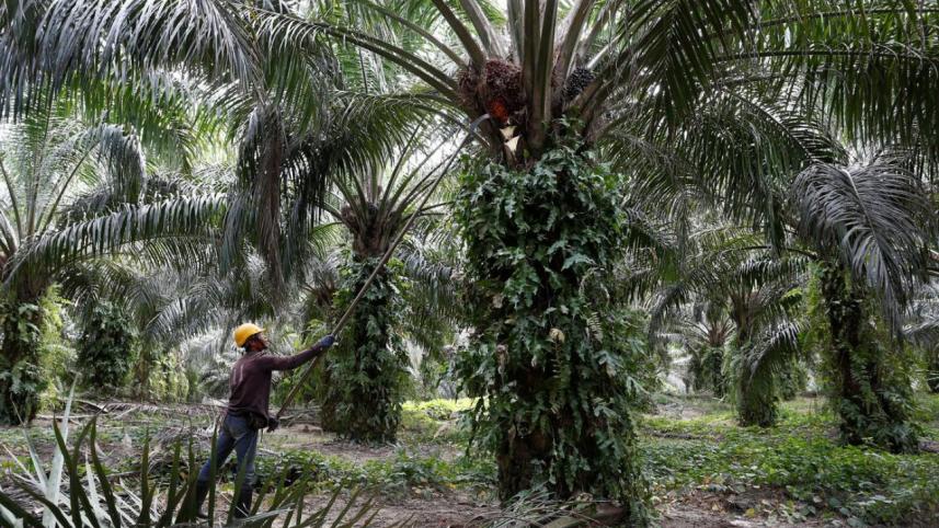 Malaysia palm biofuel.jpg