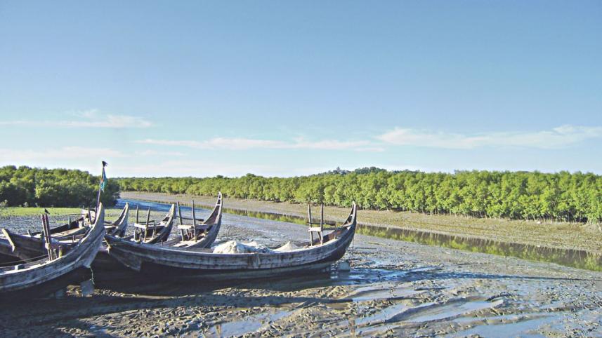 mangrove.jpg