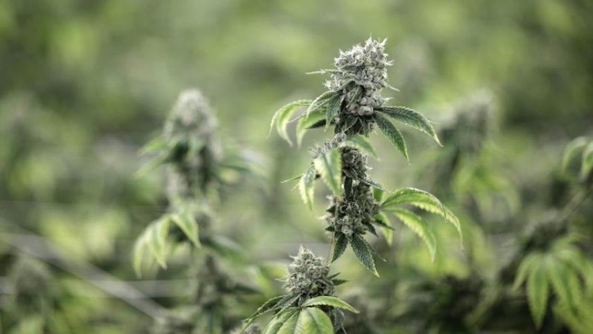 marijuana.jpeg