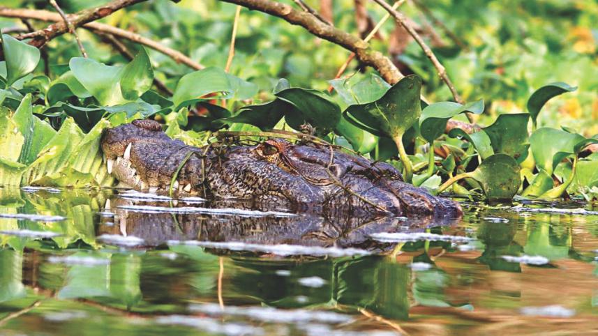 Marsh Crocodile.jpg