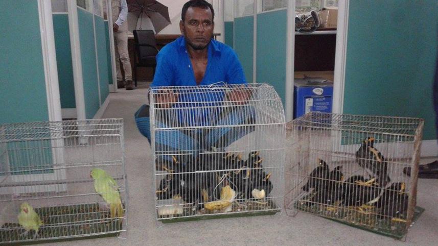 Hilly Mayna birds
