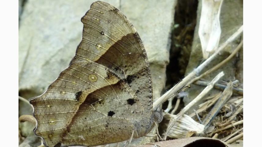 Melanitis_leda_dry_season_form_at_KadavoorWB.jpg