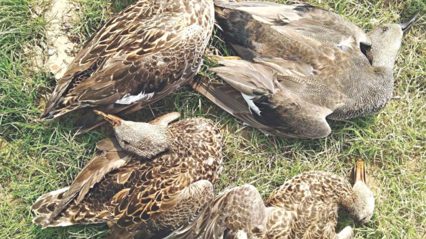 Migratory birds