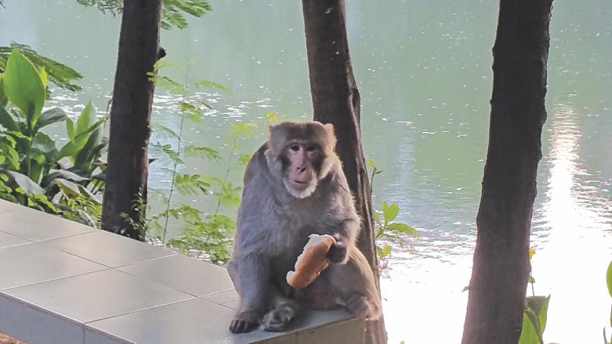 monkey.jpg