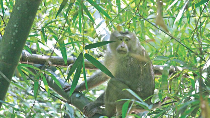 Monkey.jpg