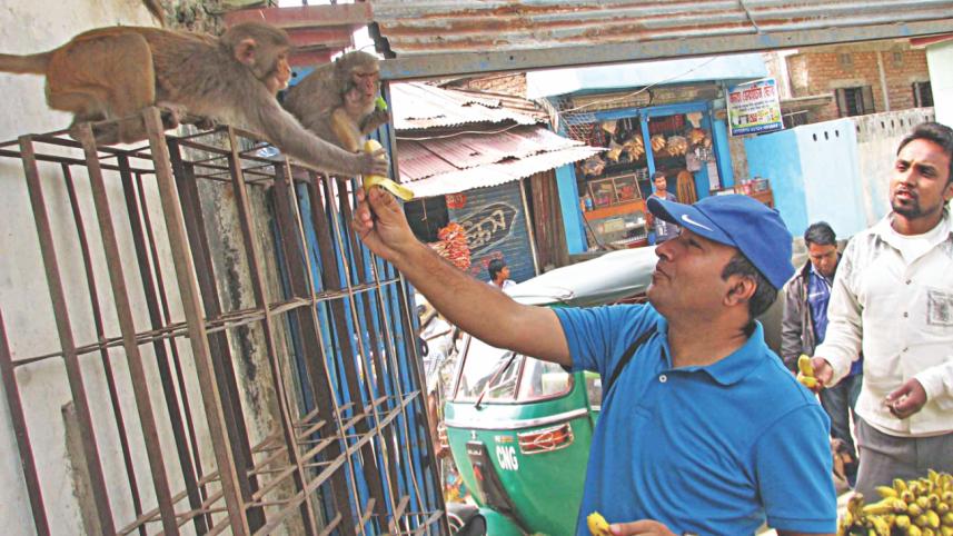 Monkeys.jpg
