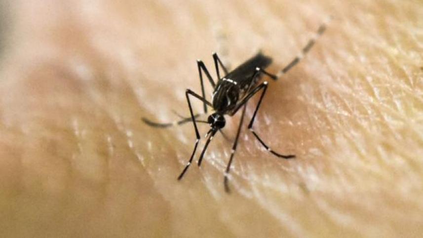 mosquito-1.jpg