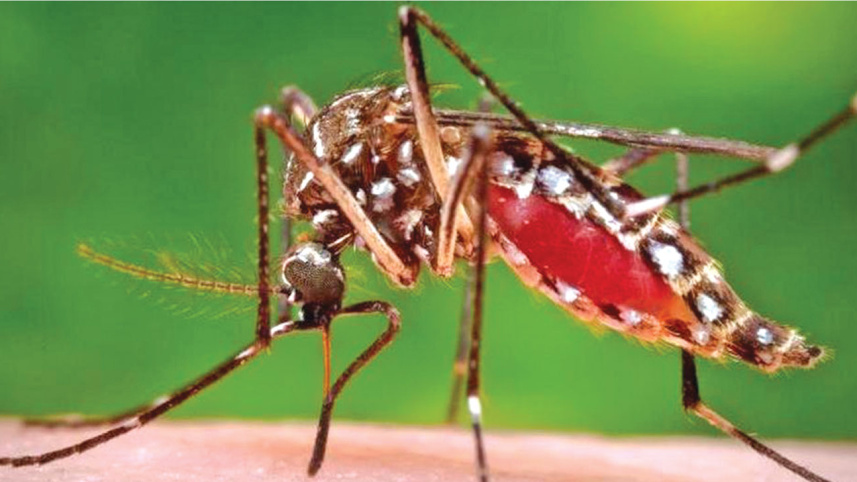 mosquito.jpg