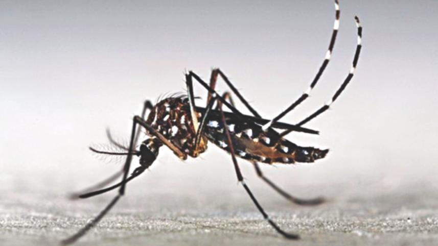 mosquito.jpg