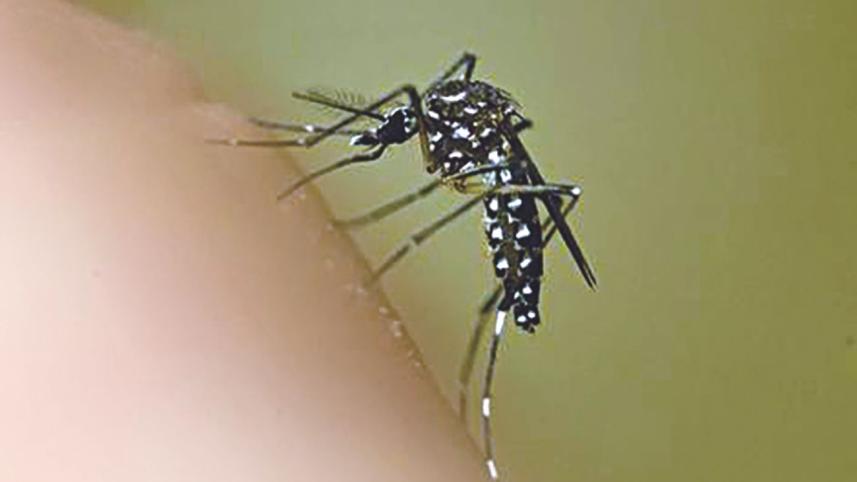 mosquito.jpg