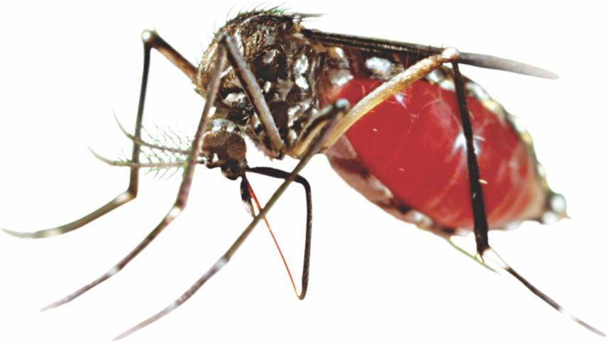 mosquito.jpg
