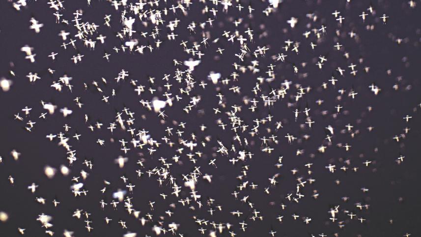 mosquito.jpg