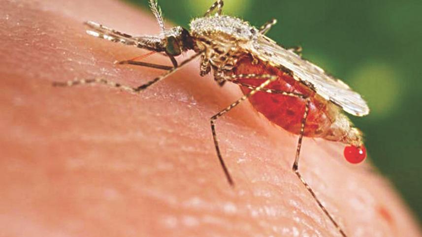mosquitoe 1.jpg
