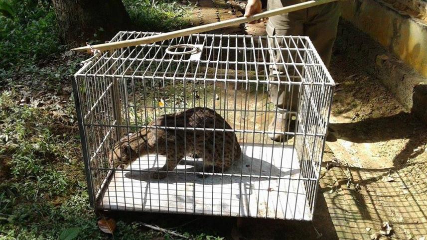 Moulvibazar fishing cat