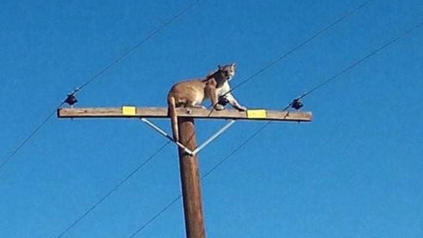 mountain lion.jpg