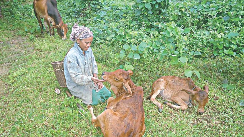 Cattle Farming in Hills