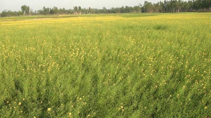 Mustard production in Bangladesh 