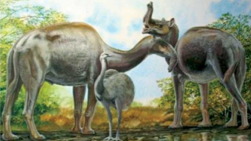 Darwinian  mystery 