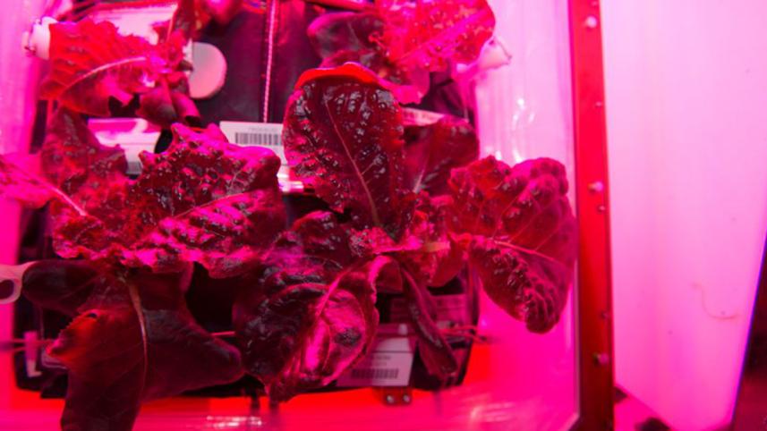 NASA-veggie1WB.jpg