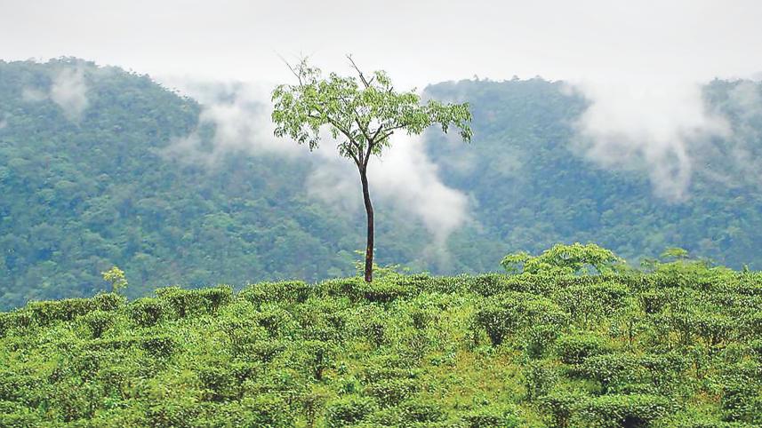 nature.jpg