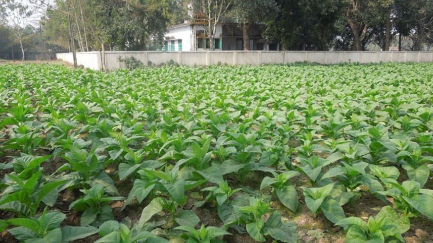 Tobacco 