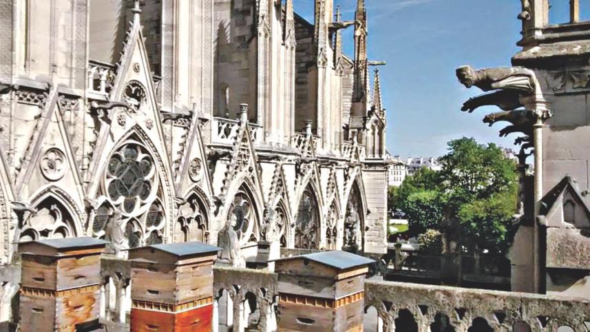 notre dam.jpg