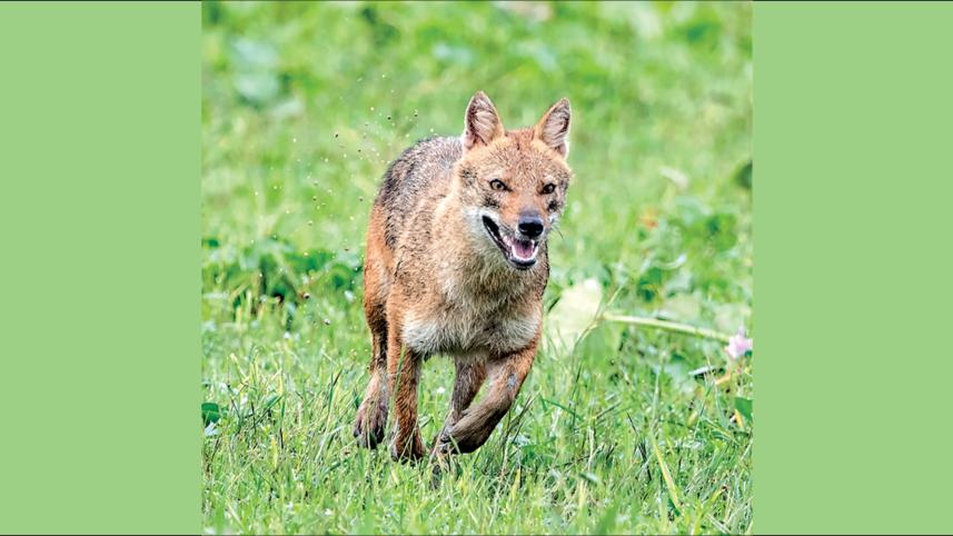 olden jackal.jpg