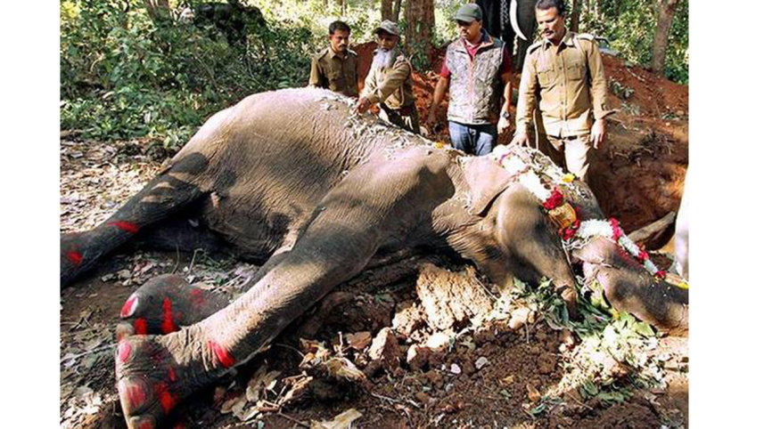 oldest elephant.jpg