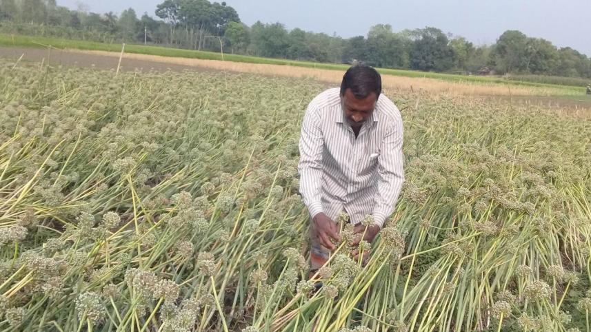 onion seed