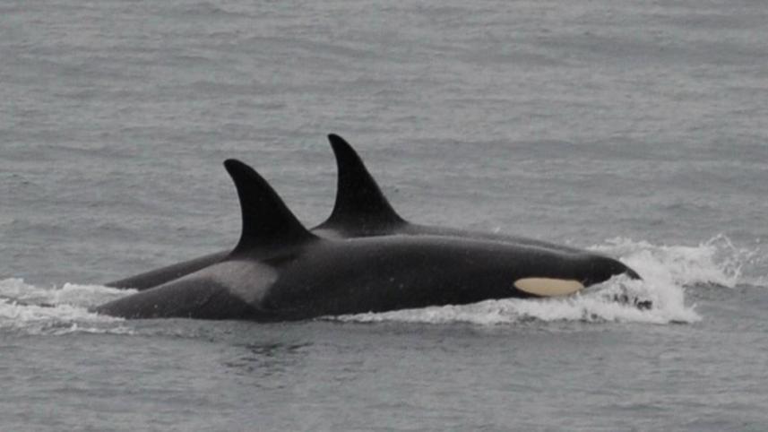 orca-web.jpg