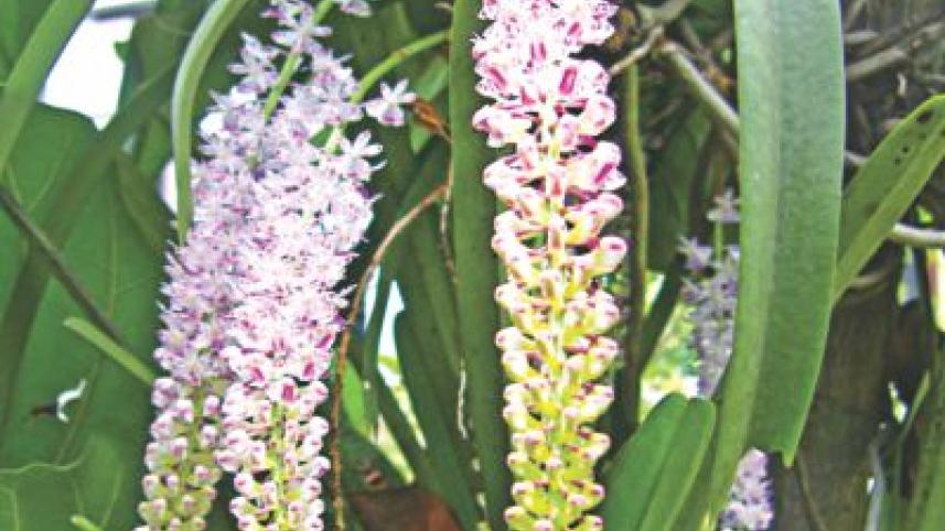 orchid.jpg