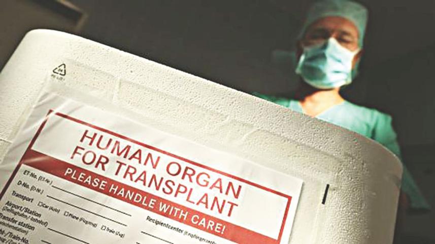 organ.jpg