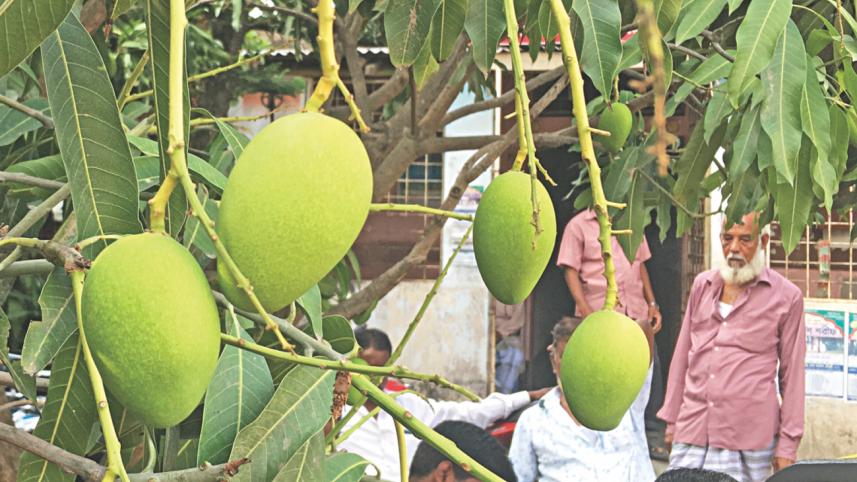Organic mango.jpg