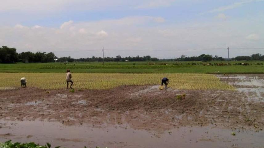 paddy-plant.jpg