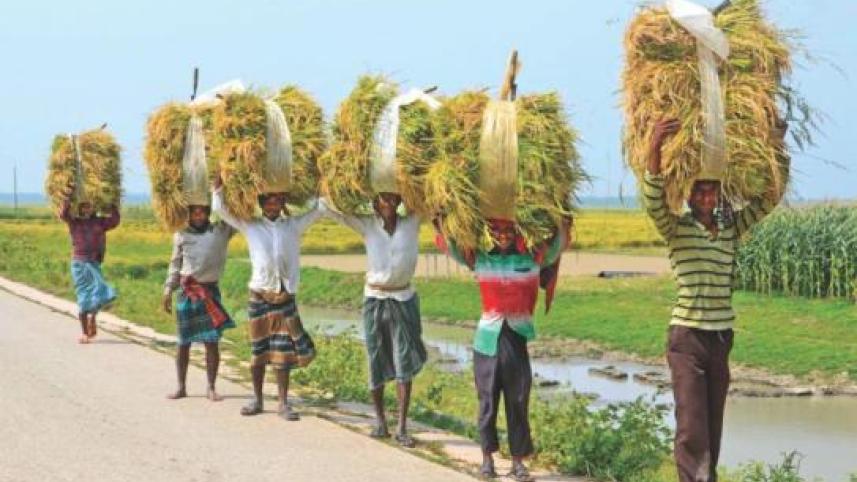 Paddy price in Bangladesh
