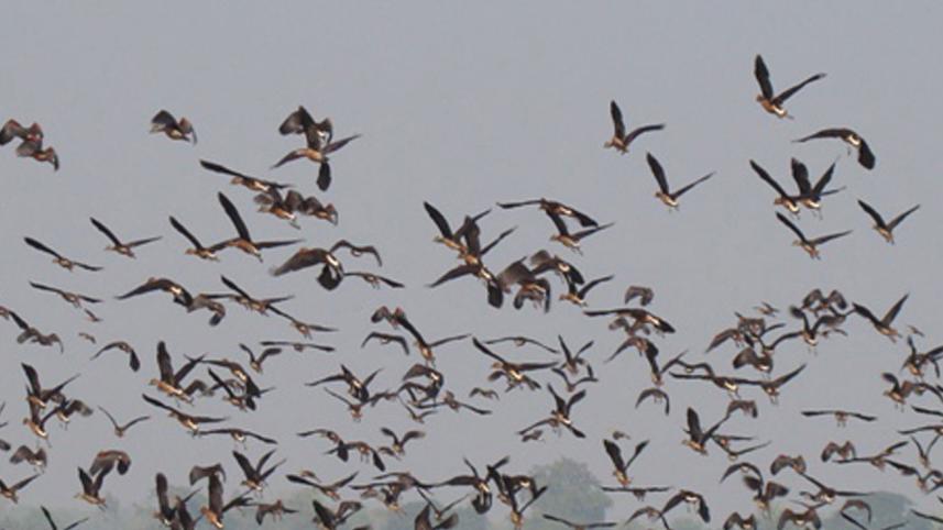 pakhi-2,-moulvibazar.jpg