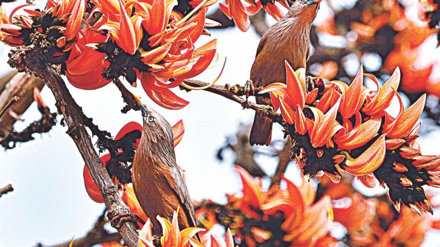 Palash tree