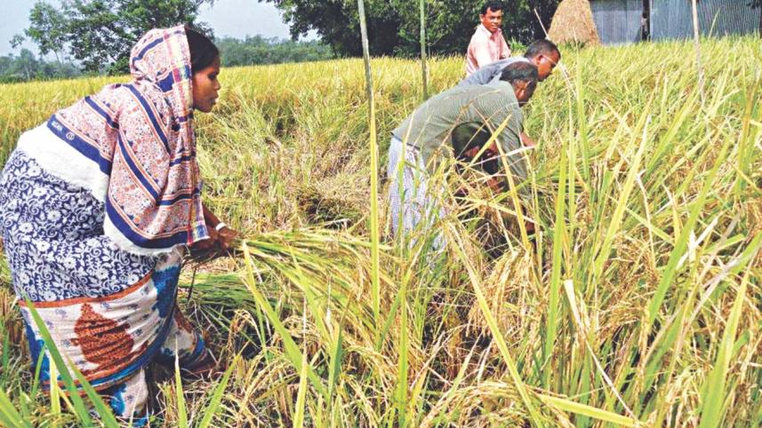 Pariza paddy.jpg