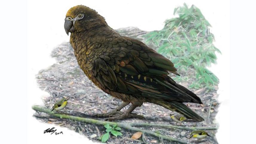 Parrot.jpg