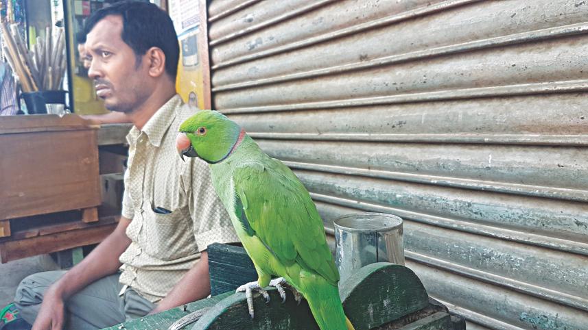 parrot 1.jpg