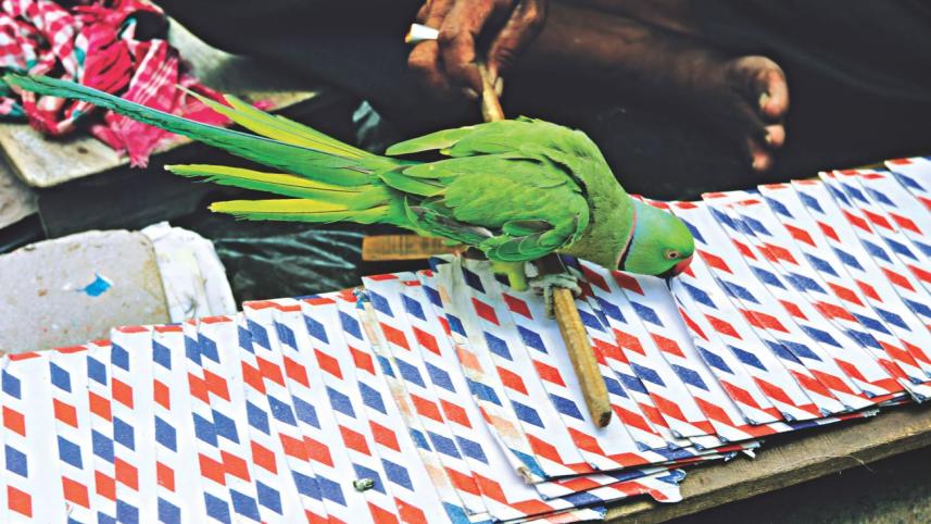 Parroting 1.jpg