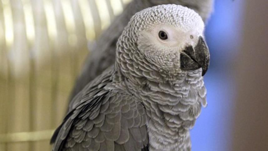 ParrotWB.jpg