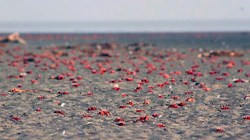 Kuakata beach