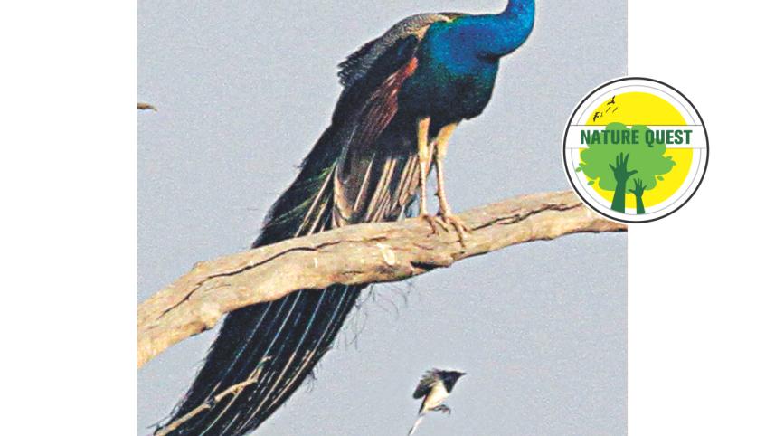 peacock.jpg