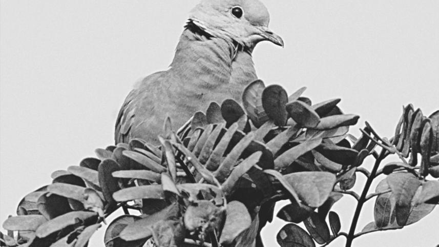 Pigeons.jpg