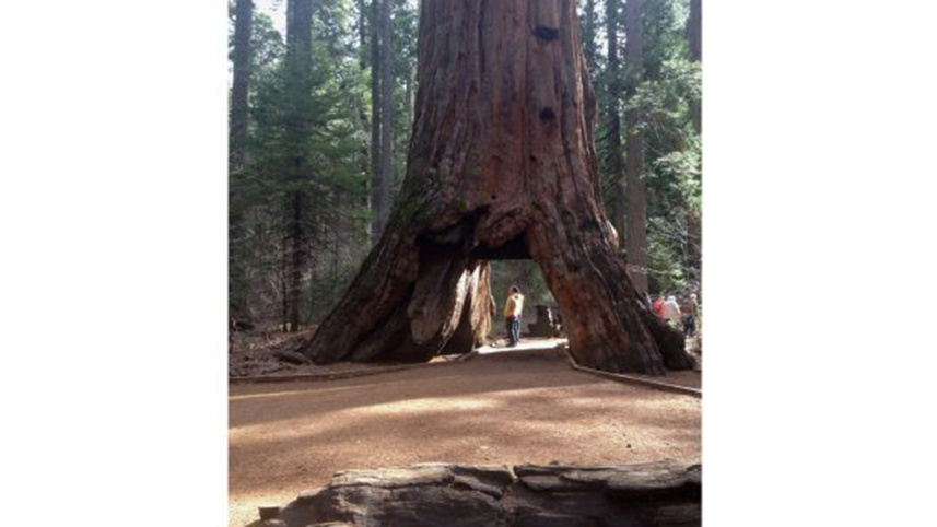 Pioneer Cabin Tree