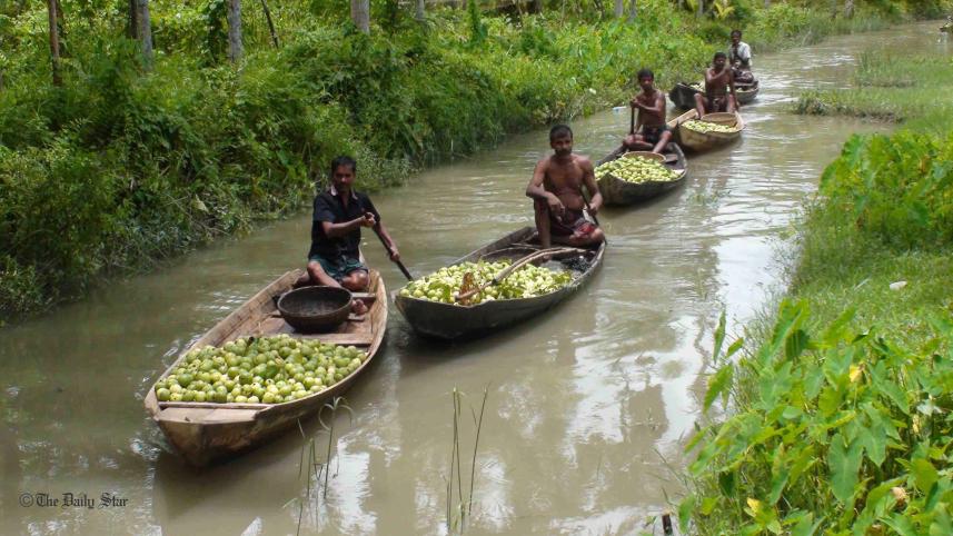 Pirojpur-Guava--5.jpg
